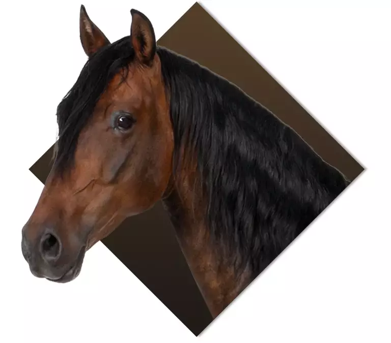 brązowy koń z czarną grzywą